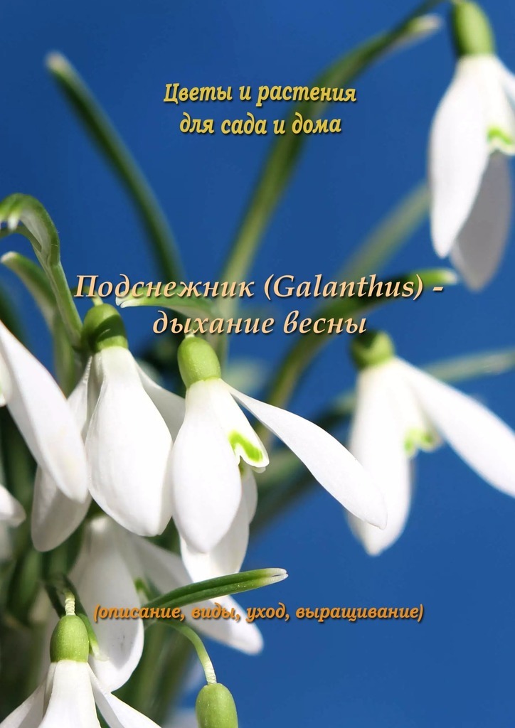 Подснежник (Galanthus) – дыхание весны